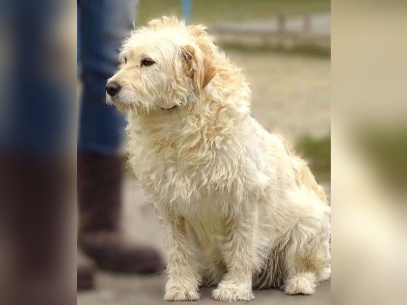 BELLA wurde einfach in die Tötung entsorgt