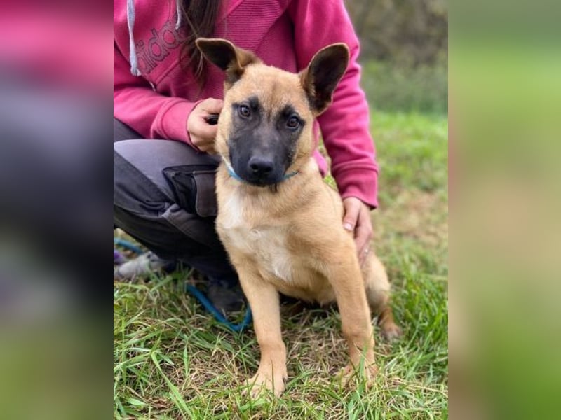 XARO süßer Hundejung sucht sein Zuhause