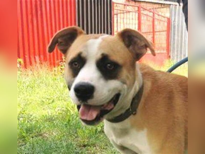 Dave, Engl. Bulldoggen Labrador Mischling