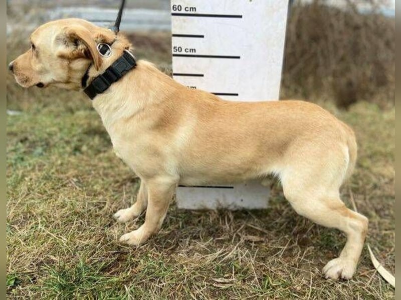 MONTY süßer Hundejunge