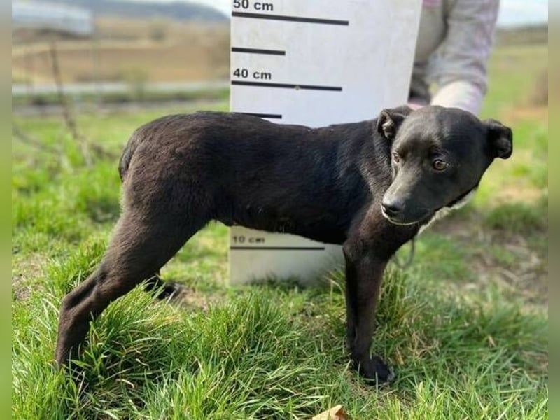 HAPPY  wurde eiskalt ausgesetzt