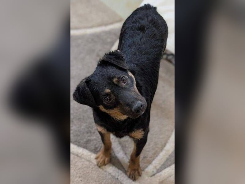 LINO  ist ein ganz besonders lieber