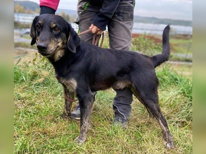 ARON irrte verloren umher