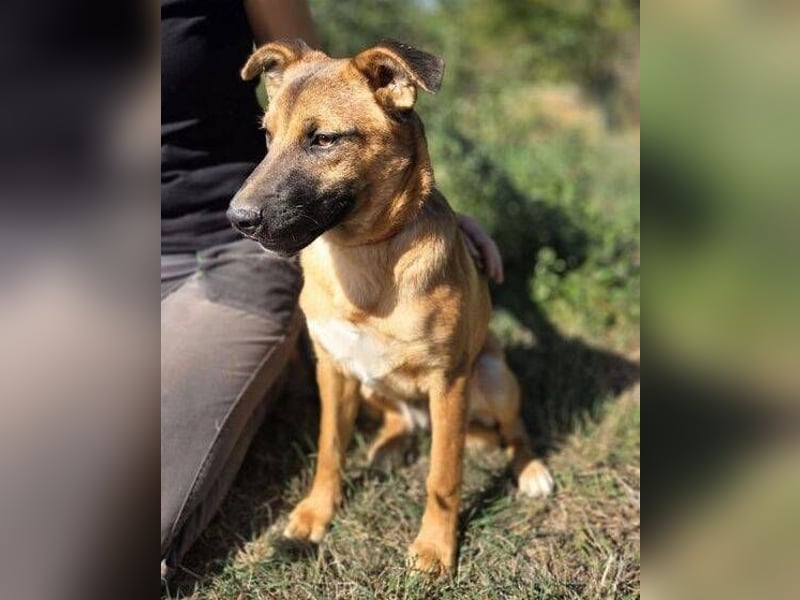 ARAMIS der Hundejunge irrte verloren umher