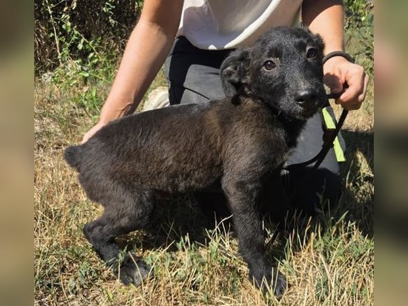 FRANZ das Hundekind wurde im Stich gelassen
