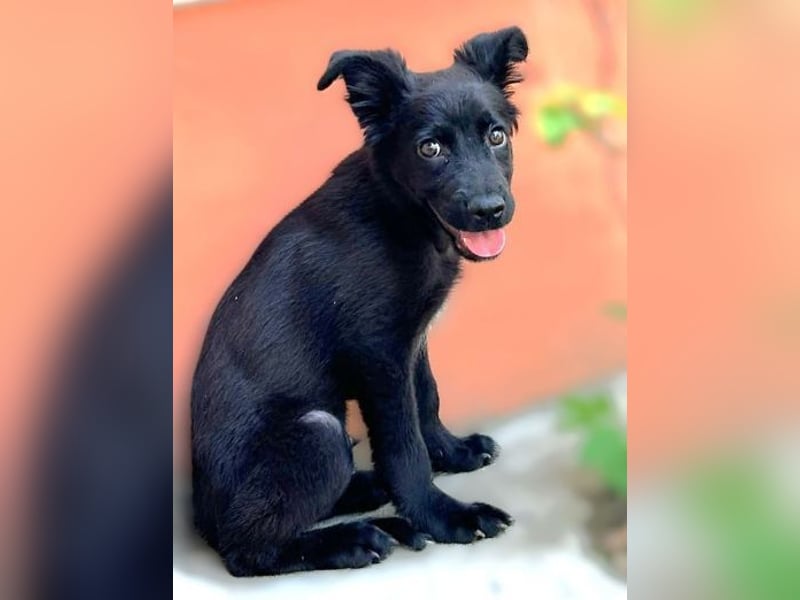 BLACKY , das süße Fellnäschen ist in großer Gefahr 