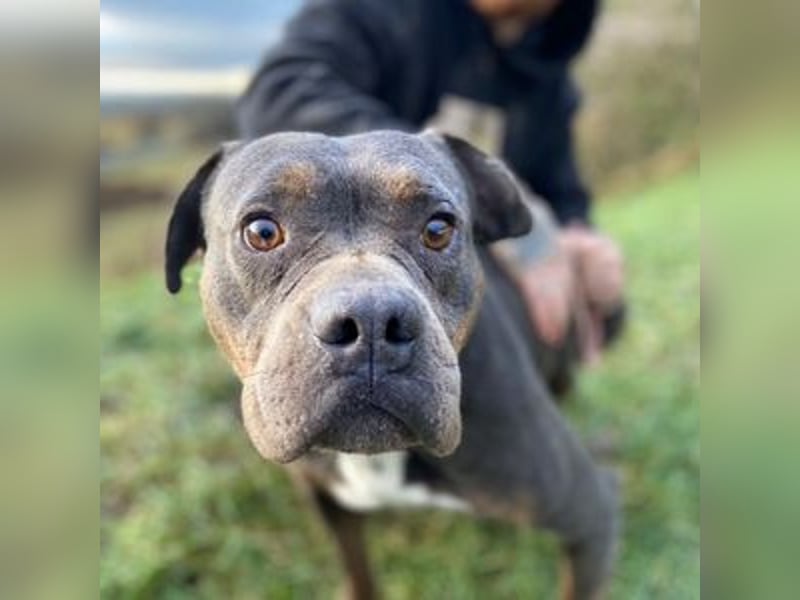 JORGI ist ein liebenswerter,  verträglicher Kerl