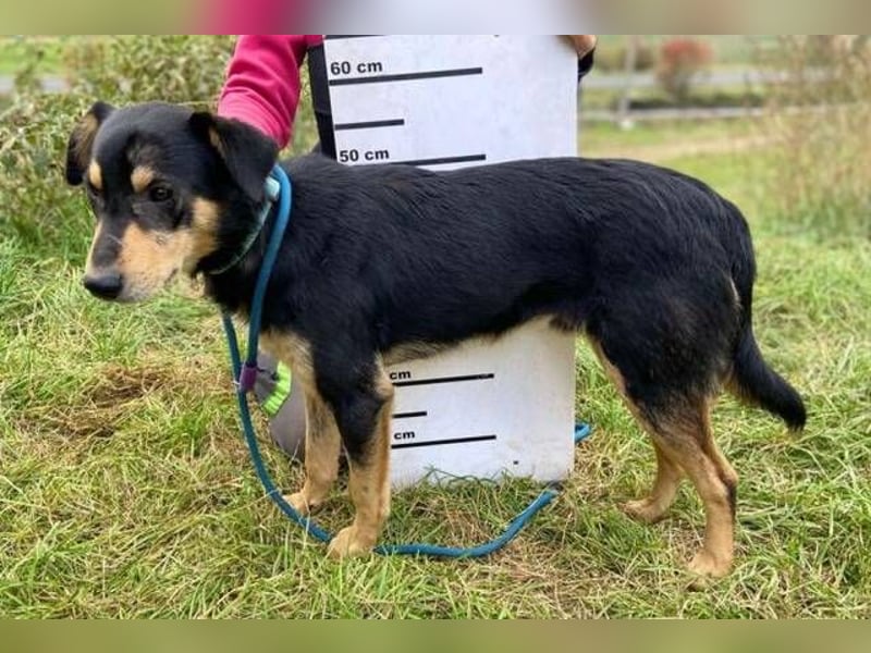 BUDDY  ist ein liebevoller Junge