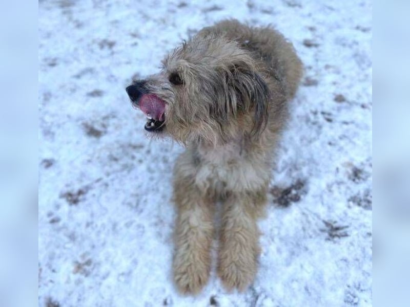 VICTOR  süßer kleiner Wuschel