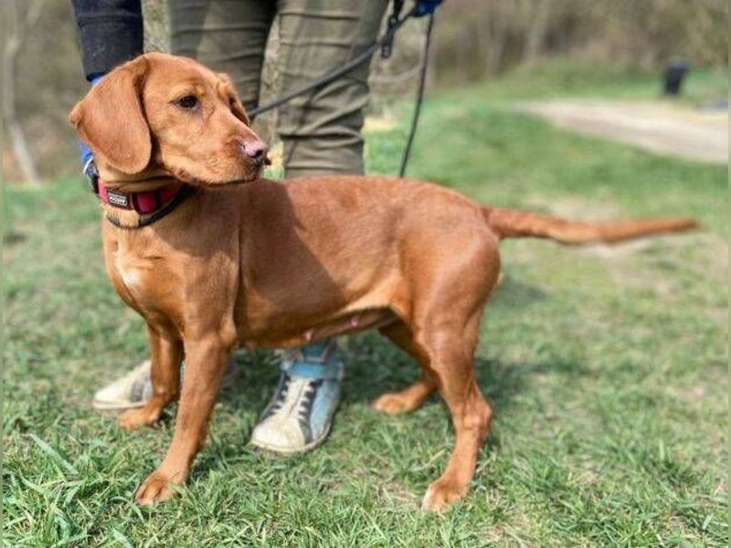 LEA, wunderschöne und zierliche Hündin
