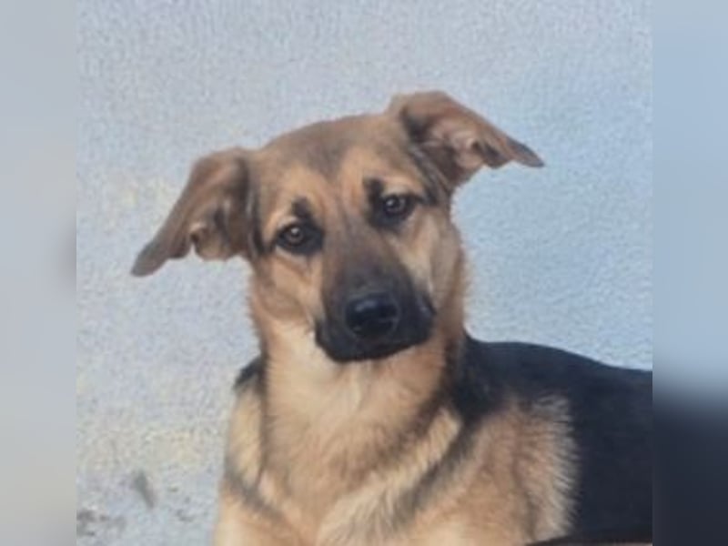 KIARA zittert um ihr junges Leben