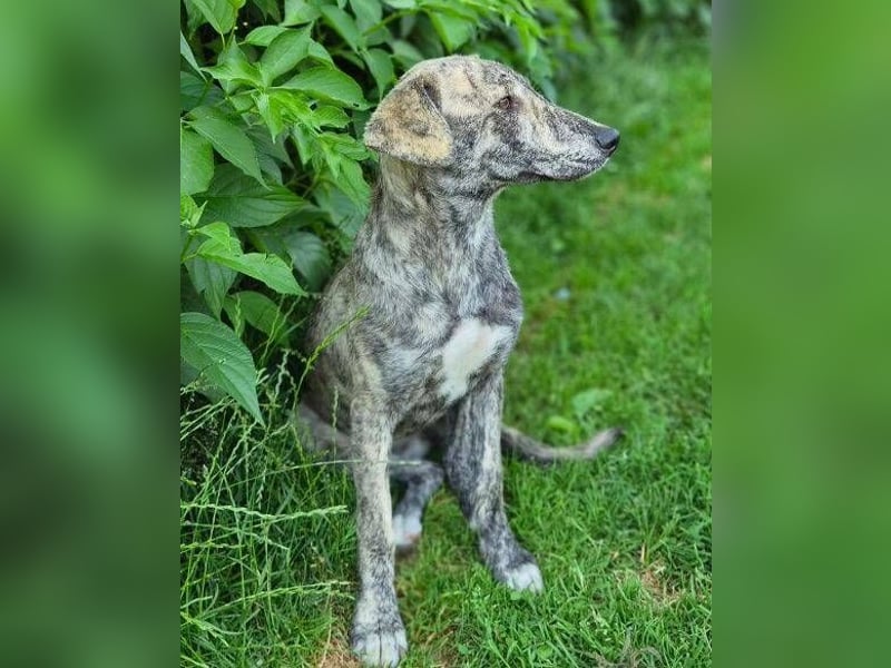 TIGRA sucht ein liebevolles Zuhause