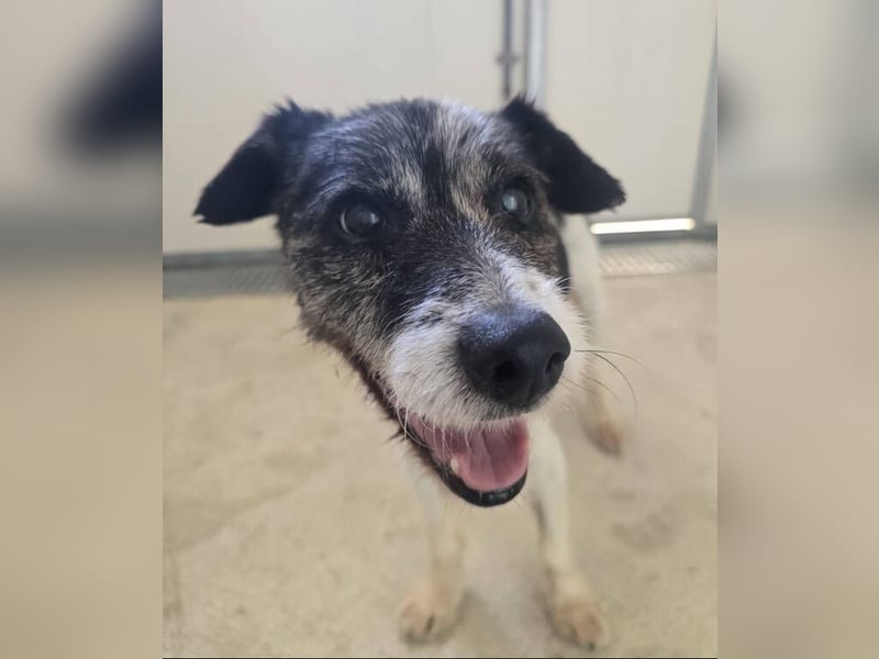 RICKY 2 sucht Ruhesitz