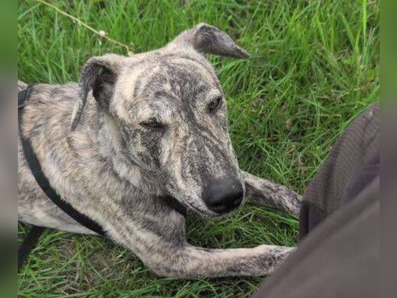 TIGRA sucht ein liebevolles Zuhause