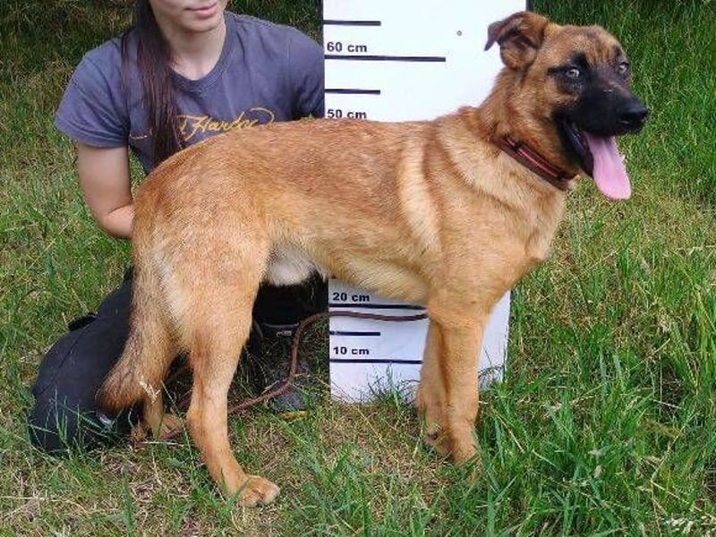 ARTHUR 2 sucht sein Zuhause