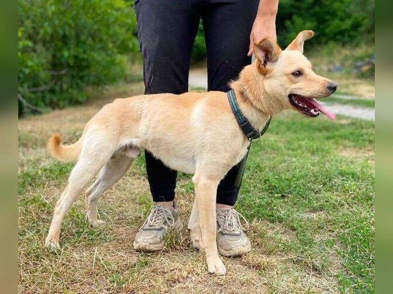 SHELDON ,verspielter , freundlicher Hundejunge