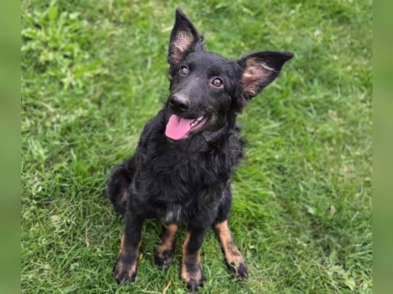 LARA ist ein verspieltes Hundemädchen
