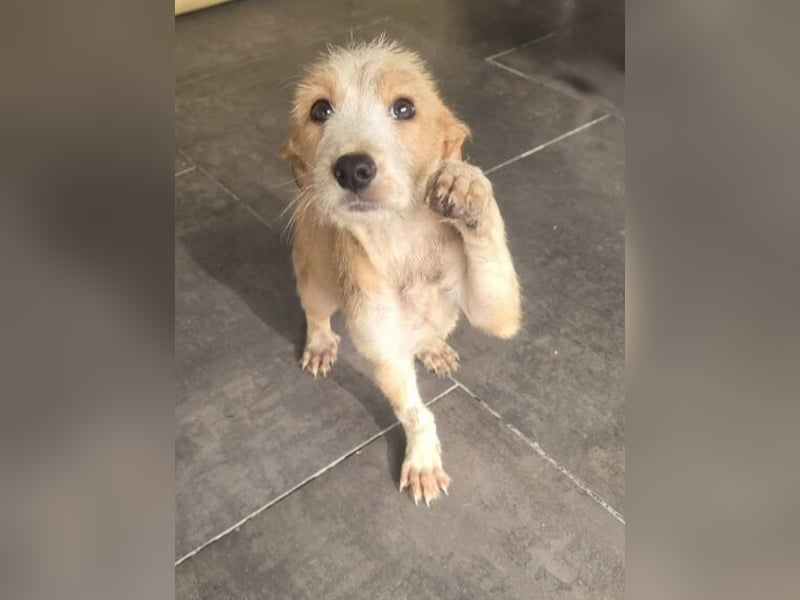 ZORRO kleines Hundekind in großer Gefahr