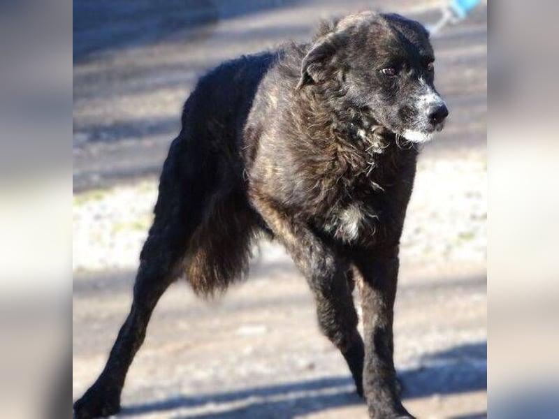 JIMMY ist liebenswert und freundlich