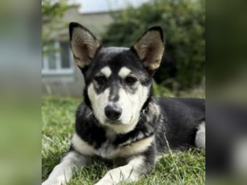 KEZIA , süßes HuskyMix Mädchen