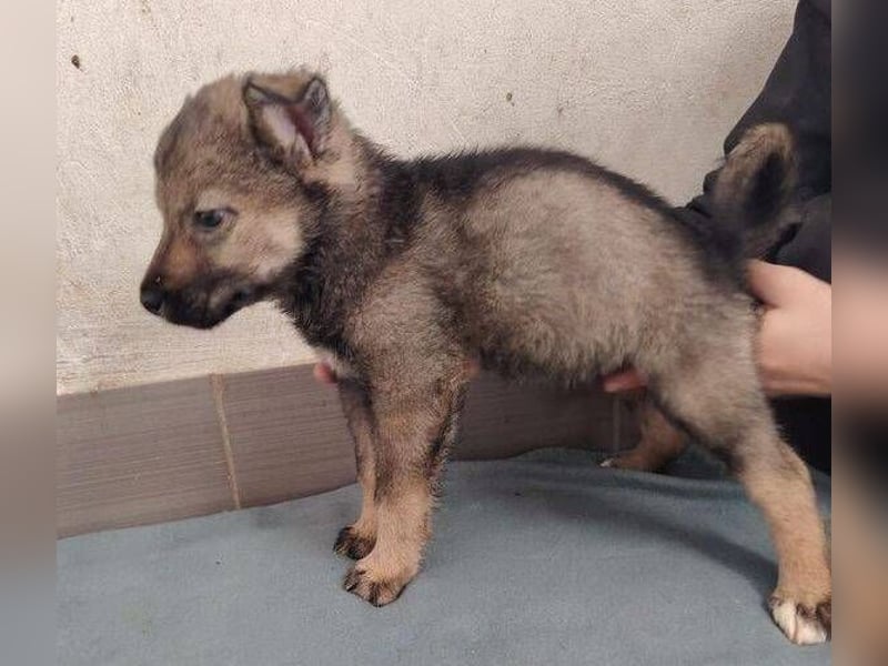 DUNJA das Baby wurde einfach zurück gelassen