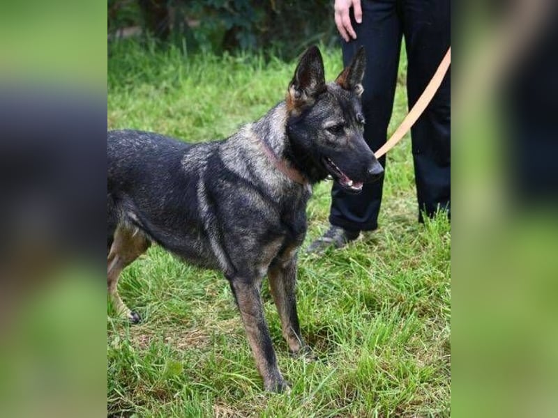 ZOYA wartet sehnsüchtig auf ein liebevolles Zuhause