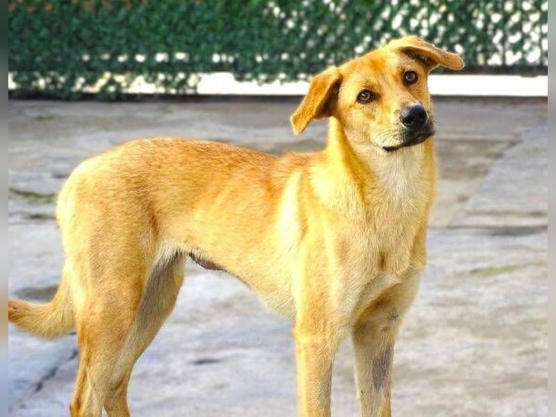 LIA ist dem Tod knapp entkommen