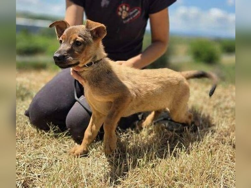 GIMLI ist ein zuckersüßes Hundebaby