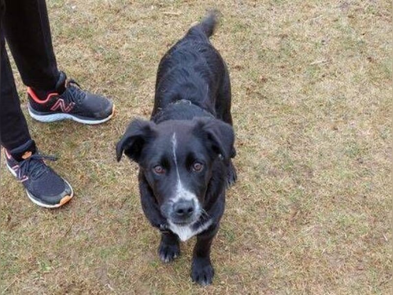 ATOS ist ein bezaubernder Hundebub