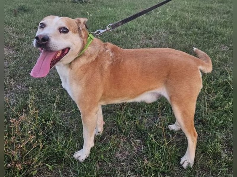 JACK ist eine Seele von Hund