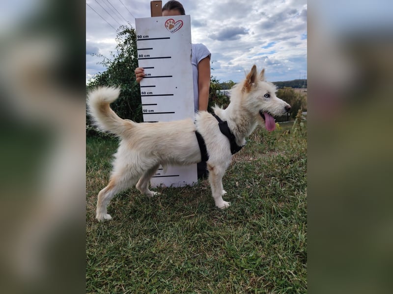 Zauberhafter Husky Terrier ähnlicher Jungrüde, 10Mon., kastriert