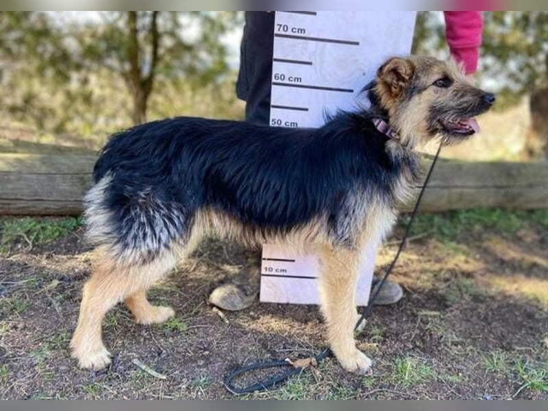 GASTON liebt Menschen über alles