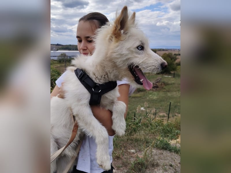 Zauberhafter Husky Terrier ähnlicher Jungrüde, 10Mon., kastriert