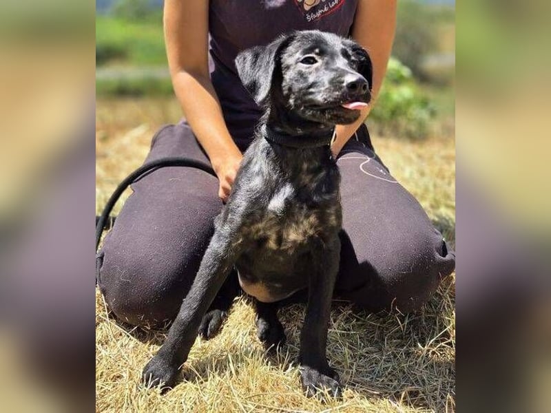 BELLA das Hundebaby wurde herzlos entsorgt