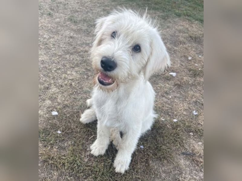 ELVIS der Hundejunge hätte so gern eine Familie