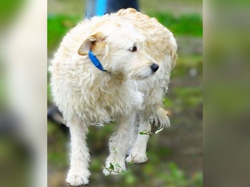 BELLA wurde einfach in die Tötung entsorgt
