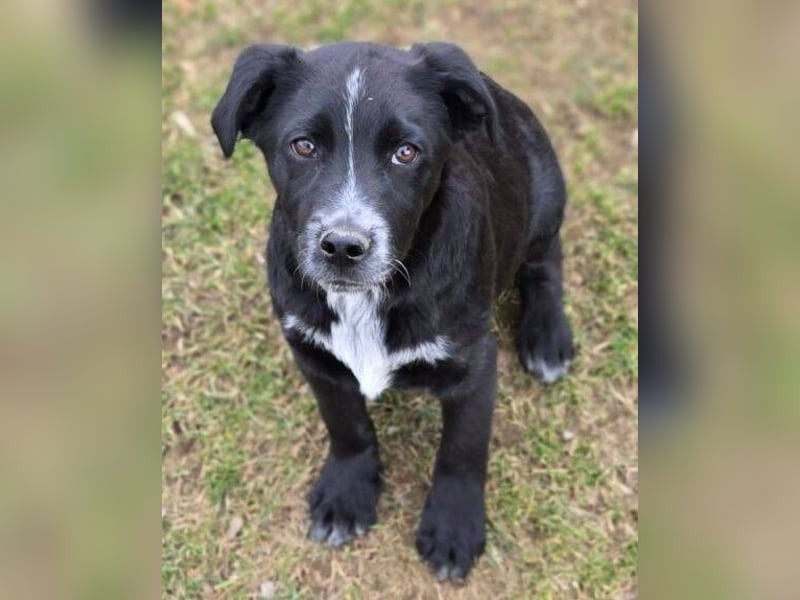 ATOS ist ein bezaubernder Hundebub