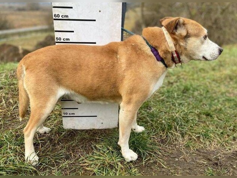 JACK ist eine Seele von Hund