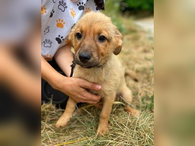 KYRA -das Hundebaby wurde "weggeworfen "