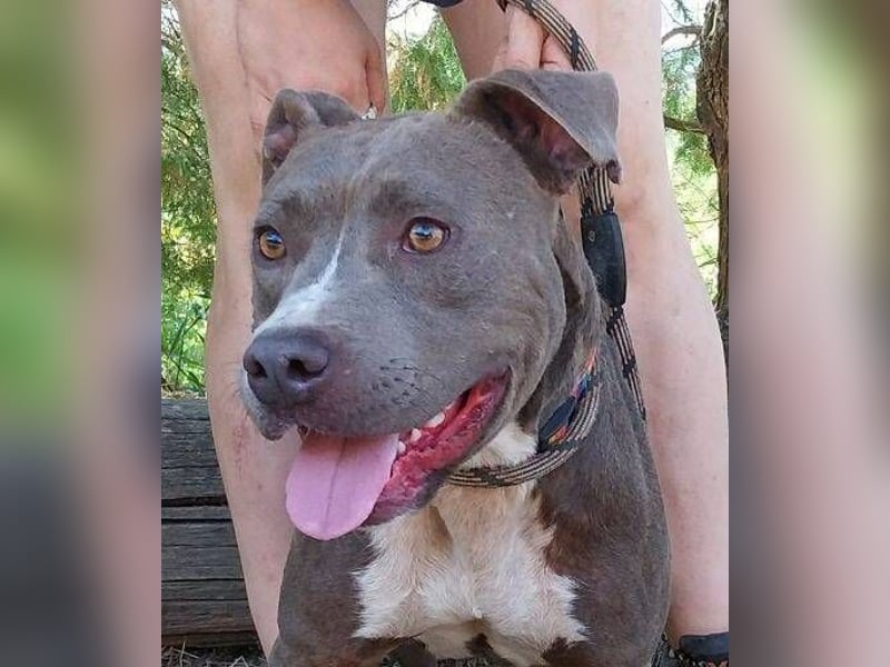 Blue, Staffordshire Mischling