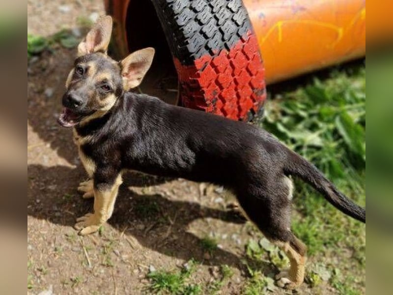 Rina 2 ist ein verspieltes Hundekind