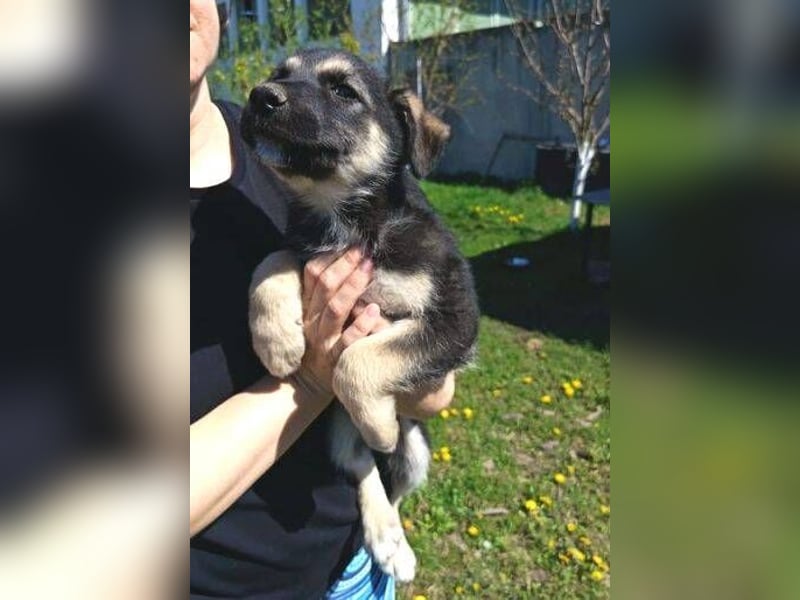 LUCAS kleiner Hundejunge auf der Suche nach dem großen Glück