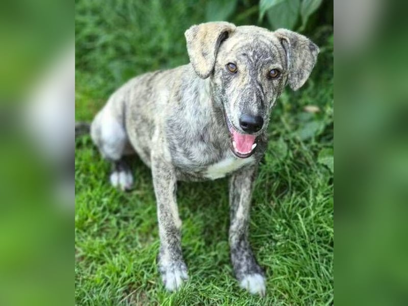 TIGRA sucht ein liebevolles Zuhause