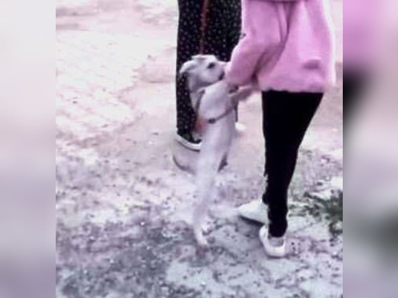 PEDRO süsses Pelzbaby