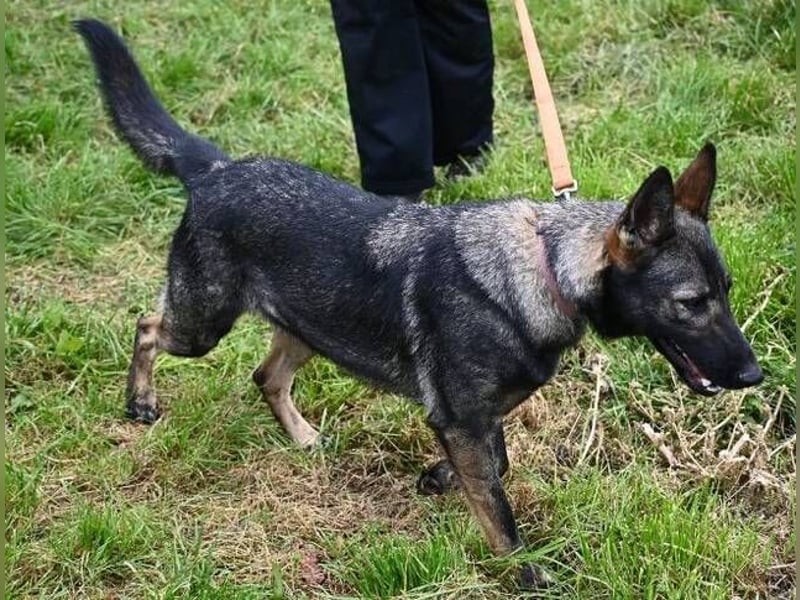 ZOYA wartet sehnsüchtig auf ein liebevolles Zuhause
