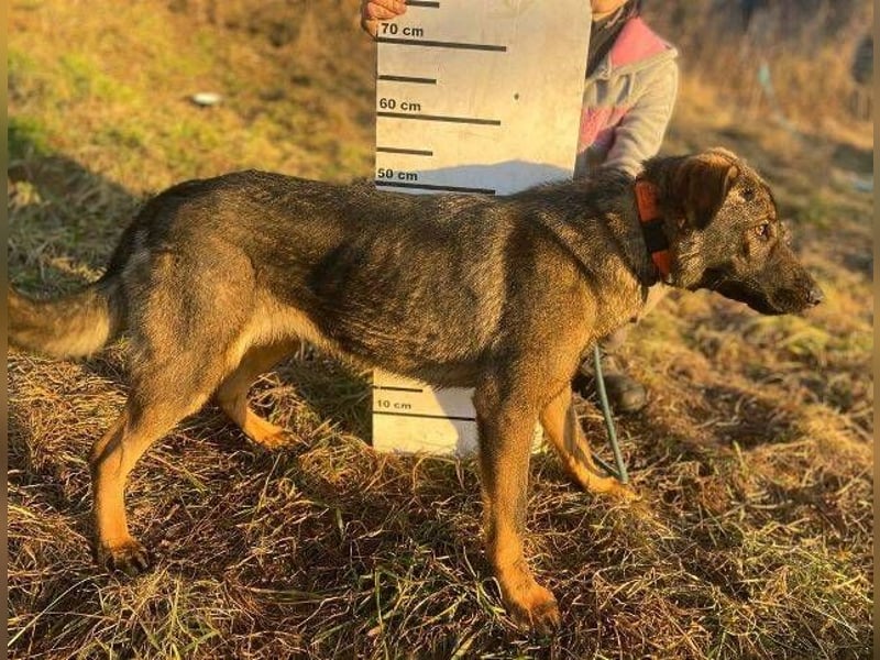 SOFIA irrte verzweifelt umher