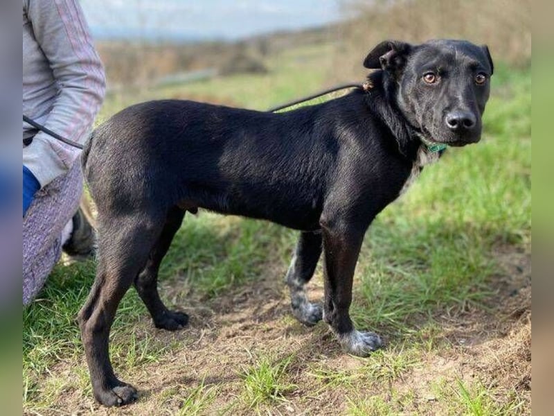 LUCKY 2 sucht sein Glück