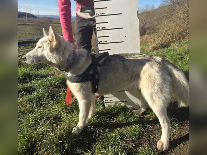 ADRIENA ist verspielt und freundlich