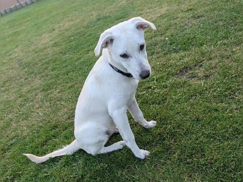 CLEO ist ein süßes Hundekind