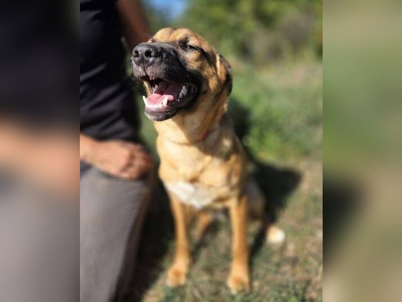 ARAMIS der Hundejunge irrte verloren umher